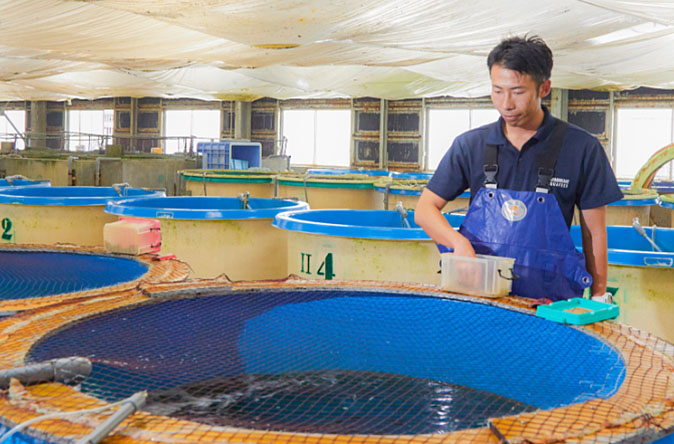 養魚用飼料の研究開発