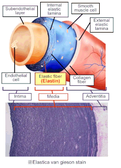 血管とエラスチンの関係