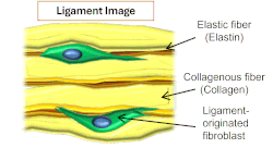 靭帯とエラスチンの関係