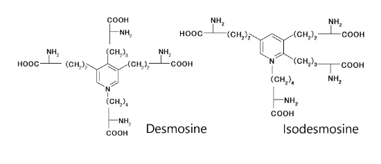 デスモシン イソデスモシン