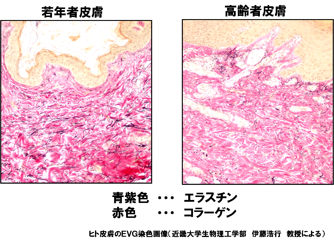 肌とエラスチンの関係