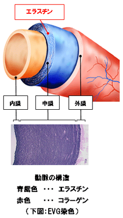 血管とエラスチンの関係