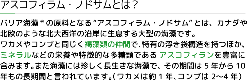 アスコフィラム・ノドサムとは