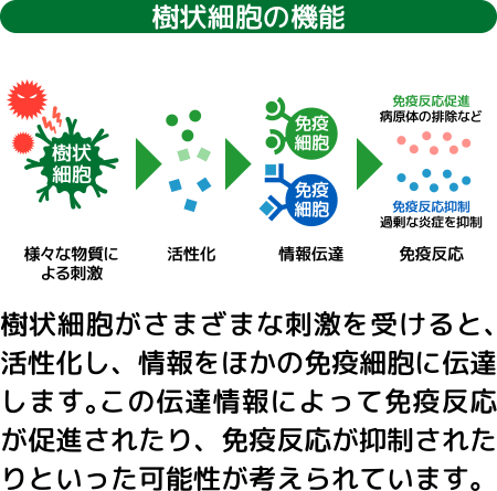 樹状細胞の機能