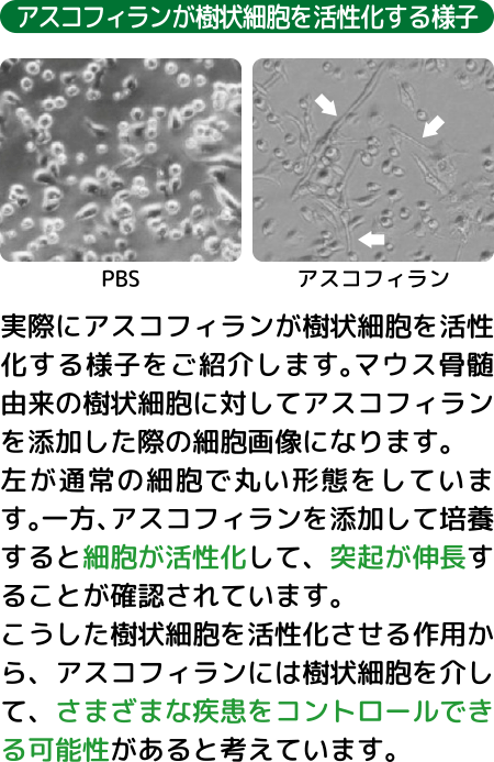 アスコフィランが樹状細胞を活性化する様子