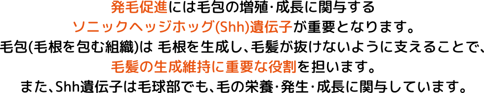 発毛メカニズムの解説