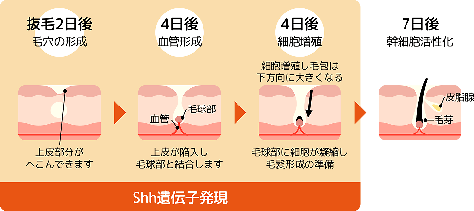 模式図：発毛メカニズム