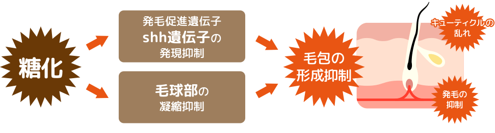 模式図：糖化の発毛への影響