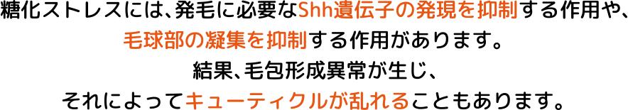 糖化の発毛への影響の解説