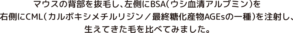 脱毛モデルマウスでの実験の説明