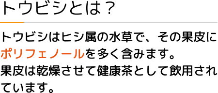 トウビシとは？