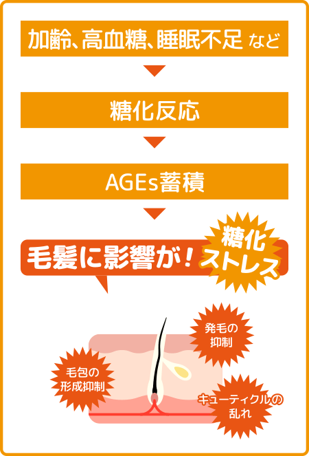 加齢・睡眠不足などのストレスが糖化反応